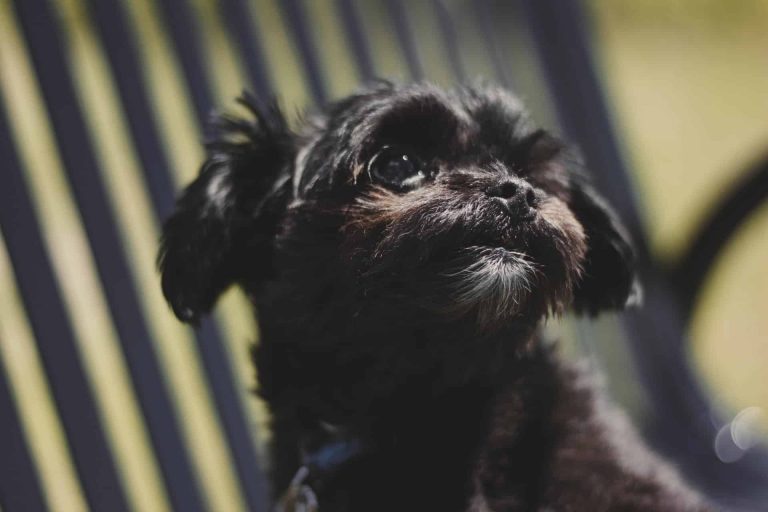 Affenpinscher