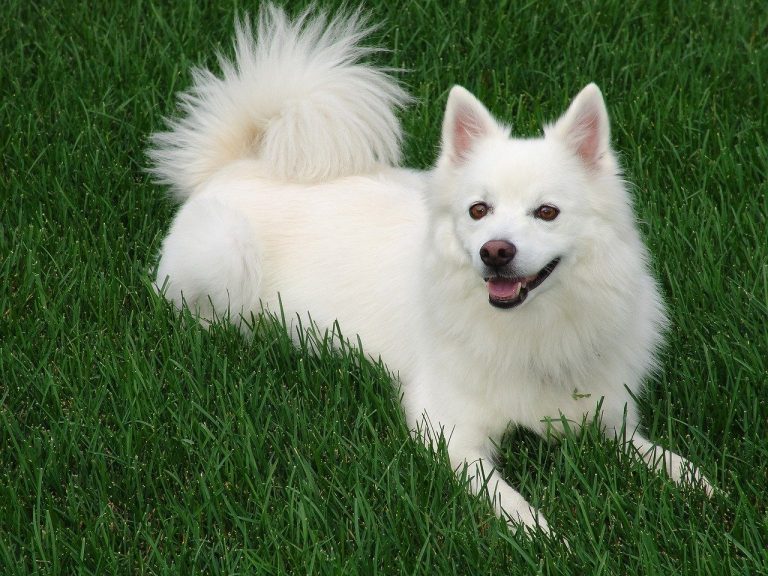 American Eskimo Dog