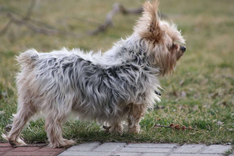 Australian Silky Terrier