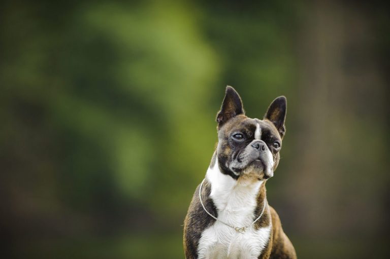 Boston Terrier