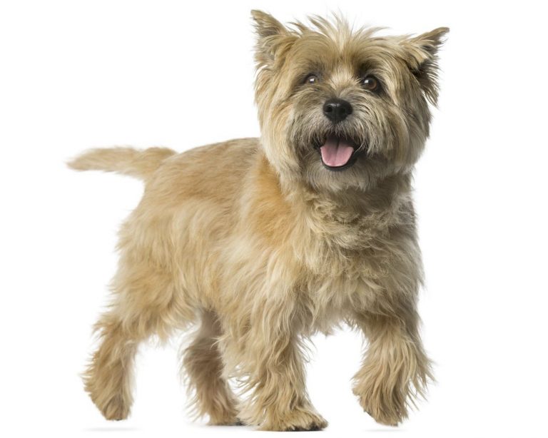 Cairn Terrier
