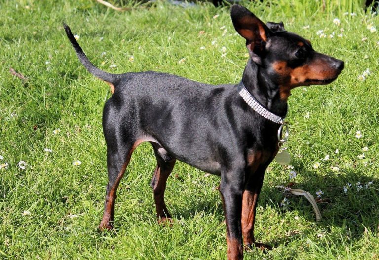 Miniature Pinscher