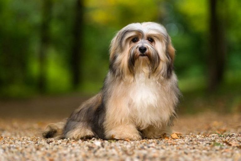 Havanese