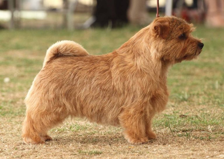 Norfolk Terrier