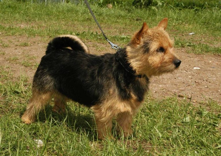 Norwich Terrier