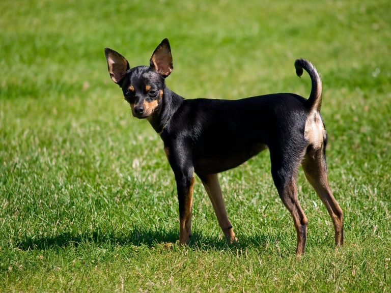 Russian Toy Terrier