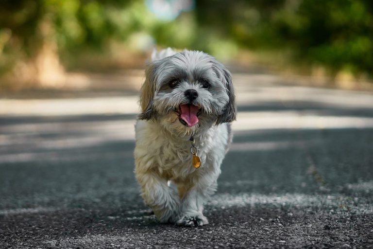 Shih Tzu