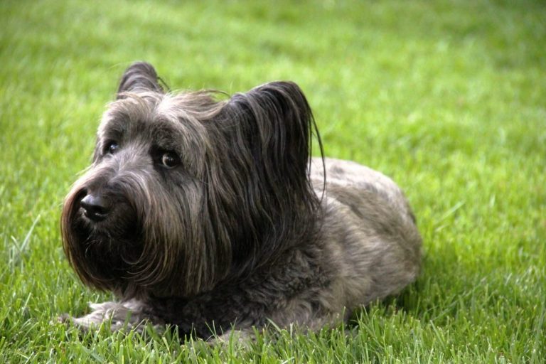 Skye Terrier