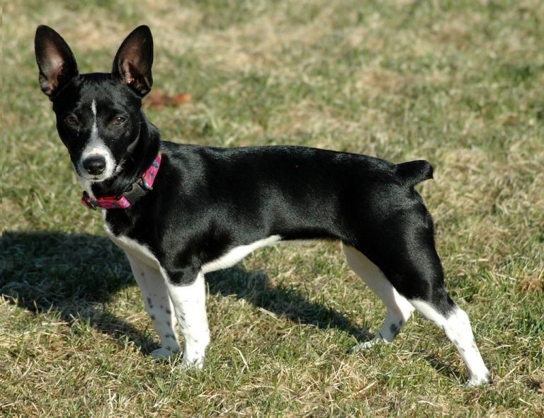 Teddy Roosevelt Terrier
