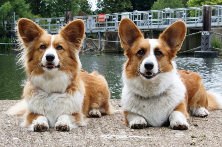 Welsh Corgi Cardigan