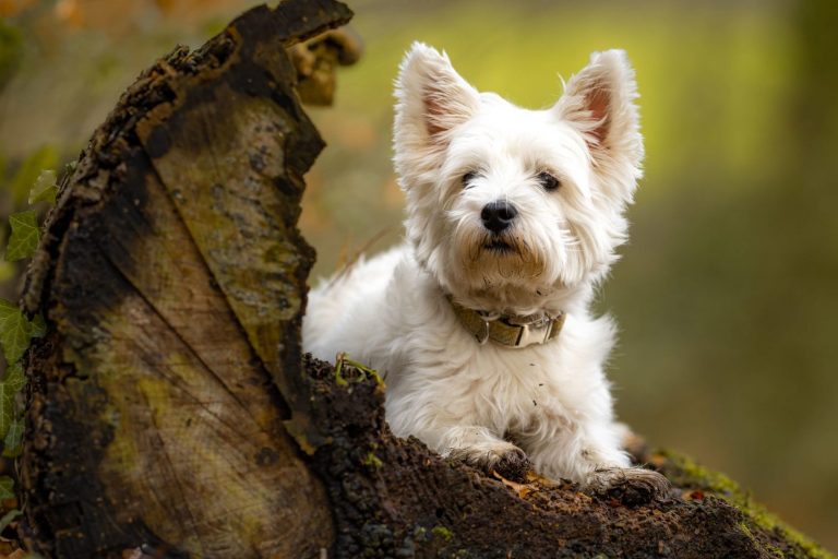 West Highland White terrier