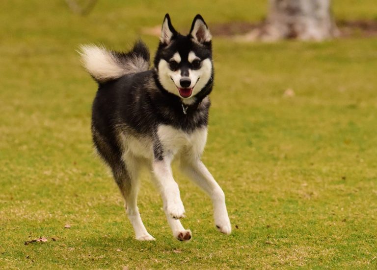 Alaskan Klee Kai