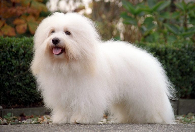 The coton de tulear