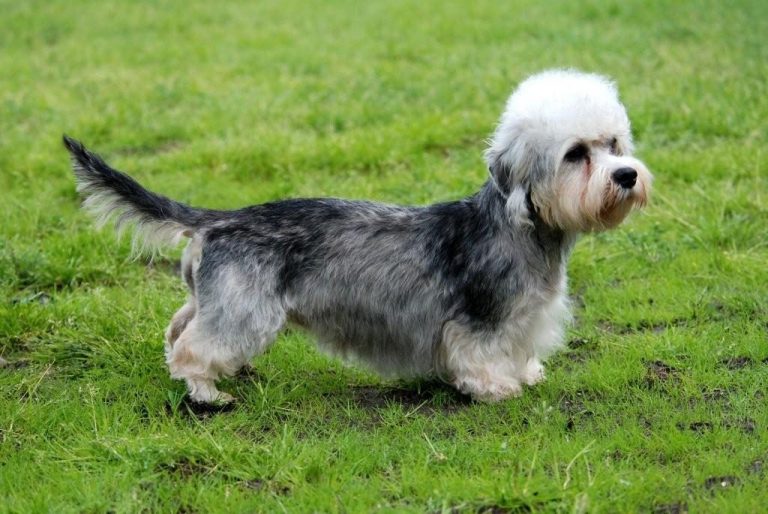 Dandie dinmont terrie