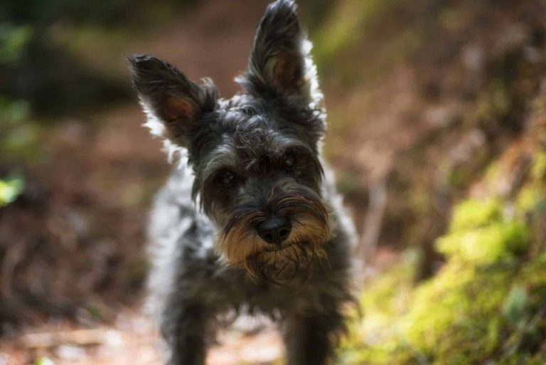 Miniature schnauzer