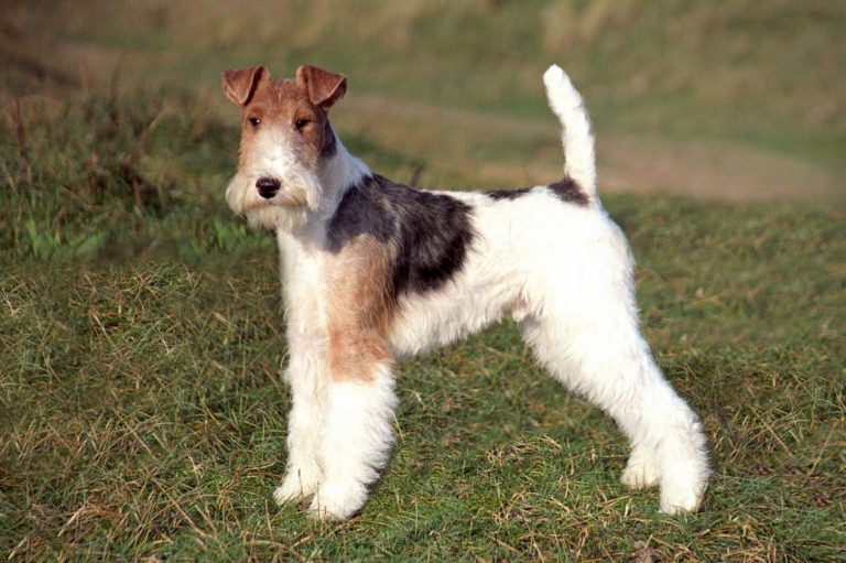 Fox terrier