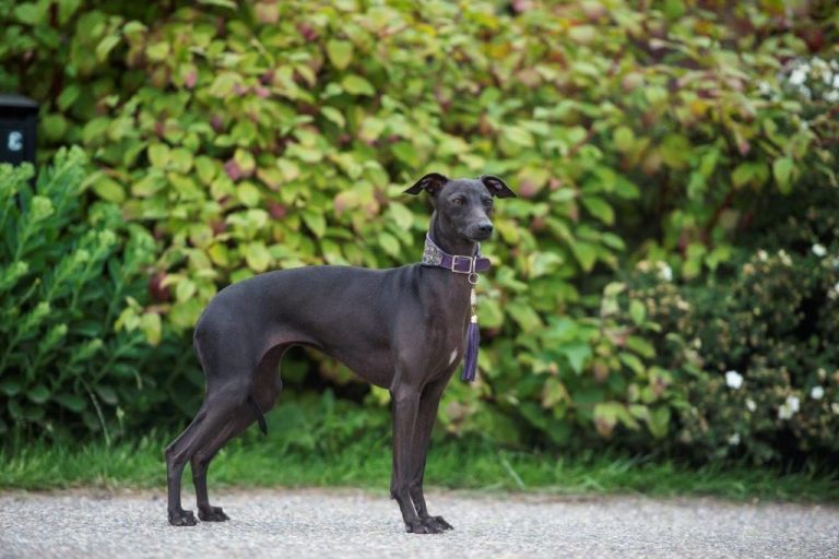 Italian Greyhound