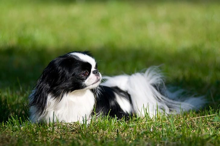 Japanese chin