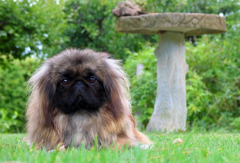 Pekingese