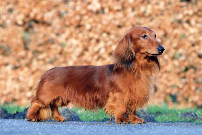 Dachshund