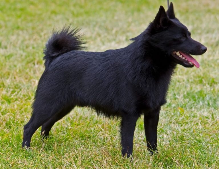 Schipperke